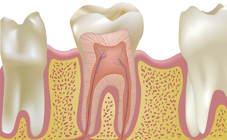 Endodoncia En North Las Vegas 1 Root Canal Treatment In Carson City Nv